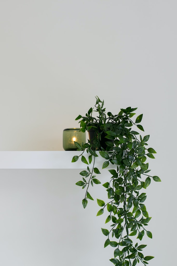 Plant Accessories